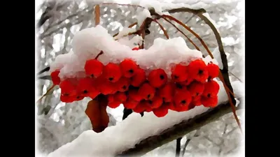 Рябина в снегу | Plants