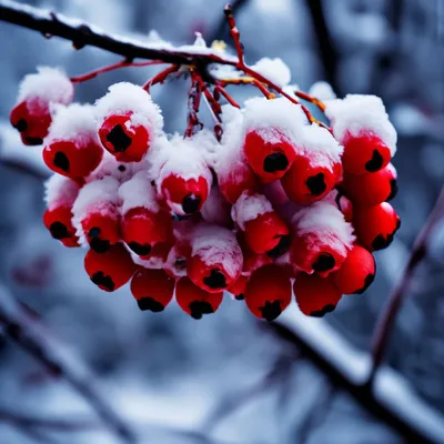 Обои рябина, снег, ягода, зима, ветка картинки на рабочий стол, фото  скачать бесплатно
