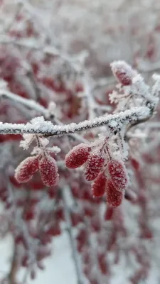 Фото Веточка с ягодами рябины лежит на снегу