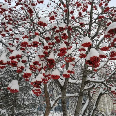 Ягоды в снегу | Ягоды, Цветочные фоны, Зимние сцены