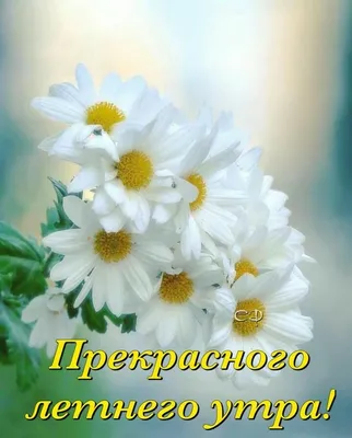 Pin by Светлана on Ромашковое настроение | Good morning, Plants, Life quotes