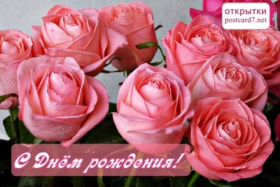 Чайные розы: открытки с днем рождения женщине - инстапик | С днем рождения,  Праздничные открытки, Чайные розы