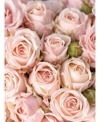 101 нежно-розовые розы 40 см Кения- купить в СПб с доставкой в интернет  магазине \"Цветочкин\"