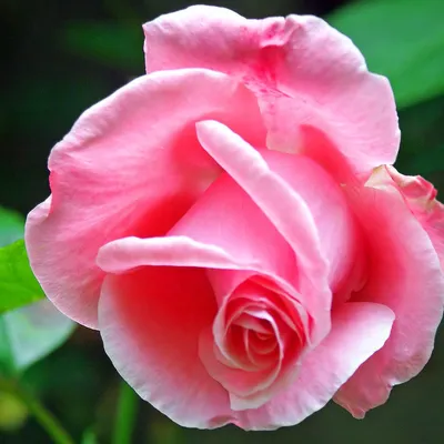 Букет из 31 розовой розы в стильной упаковке! - Доставка свежих цветов в  Красноярске