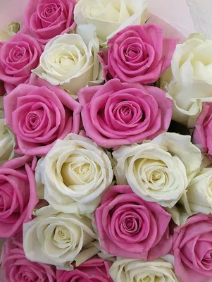 Розовые кустовые розы | Boquette flowers, Luxury flowers, Pretty flowers