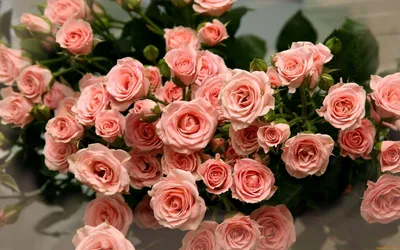Розовые розы картинки - 73 фото