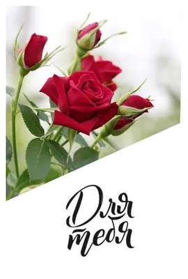 Розы для тебя | Стихи Ларисы Кузовкиной. | Дзен