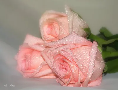 Розы для Тебя - Для тебя картинки. Гифка - 3462