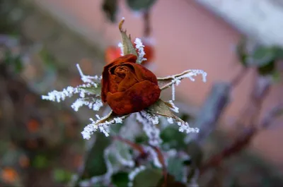 Хрустальная Роза зимой , 4k, крупным…» — создано в Шедевруме