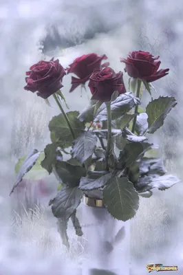 Как обрезать розы на зиму? | Славянск Сегодня