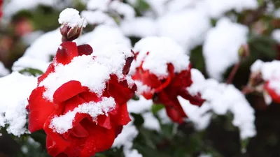 Розы на окне зимой (много фото) - oboyplus.ru