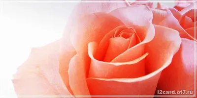 Руфина! С днём рождения! Красивая открытка для Руфины! Красивая открытка с  корзиной роз и с воздушными шариками на серебристом фоне.