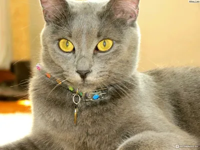 Русская Голубая кошка — Сообщество «Зверьё Моё» на DRIVE2