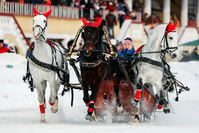 традиционная русская тройка лошадей в санях. лошади бегают по снежному  полю. Стоковое Фото - изображение насчитывающей группа, бег: 240379538