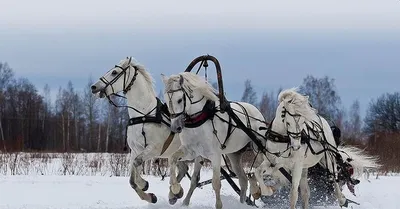 Постер на холсте Тройка лошадей №3 41см. x 30см. — купить в  интернет-магазине по низкой цене на Яндекс Маркете