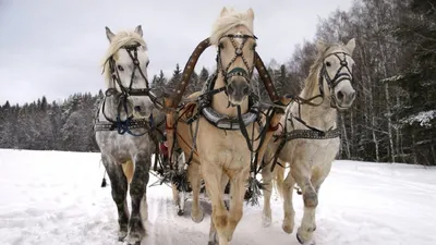 Как появилась тройка лошадей на Руси - Рамблер/новости
