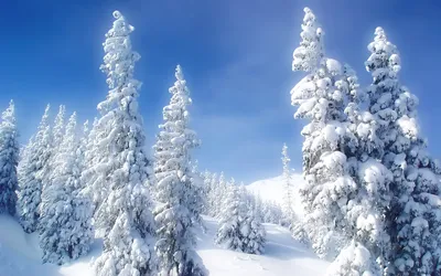 Настоящая зима | VMersine.com