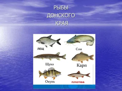 Хищные рыбы азовского моря - 70 фото