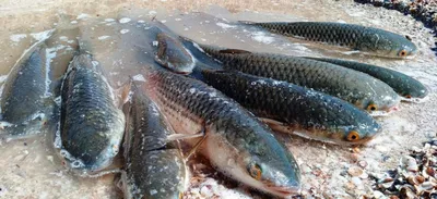 ЮНЦ РАН: осолонение Азовского моря приводит к уменьшению запасов рыбы — РБК
