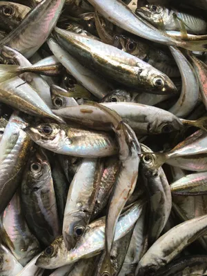 На Азовском море погибли примерно 476 тысяч рыб, преимущественно в дамбах