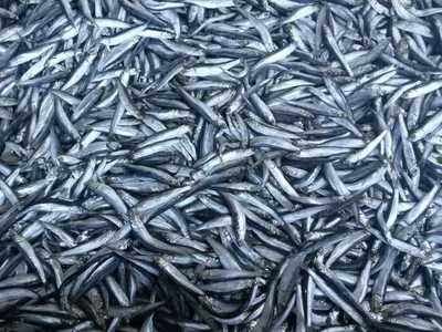 Продукция из рыбы Азовского моря. : Питание в походах
