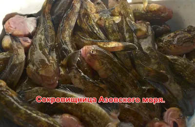 Как рыба-падальщик спасала Черное море. А ихтиолога даже не наградили