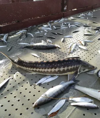 Рыба бычковых азовского моря изолированные на белом фоне Стоковое Фото -  изображение насчитывающей еда, морск: 201469974
