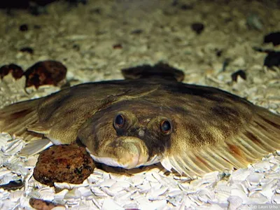 Море моллюсков – Азовское – занимает первое место в мире по биологической  продуктивности – Приморка.City