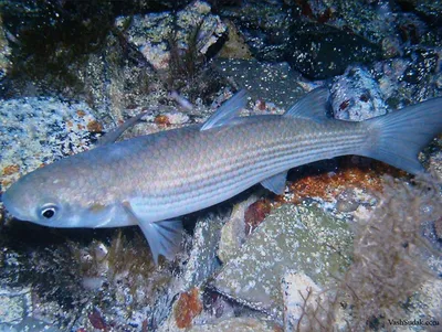 Рыбы черного моря - обзор промысловых и редких рыб. 145 фото и видео  описание основных видов