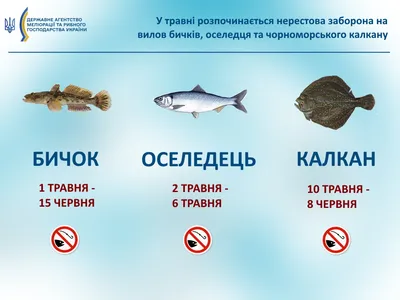 Самая ядовитая рыба Черного моря | Весточка с юга☀ | Дзен