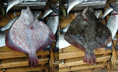 Промысловые рыбы Черного моря