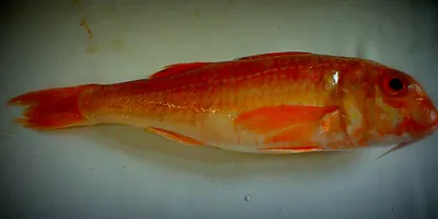 Рыбы чёрного моря - YouTube