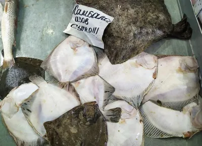Рыбы \"морские собачки\" Чёрного моря. Сайт про зверей - ZveroSite.ru