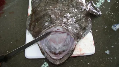 Рыбы Чёрного моря стоковое изображение. изображение насчитывающей подводно  - 57400875
