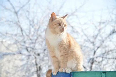 Картина по номерам \"Рыжий кот. Кошка. Животные. Природа.\" 40х50. Hobby Home  - купить с доставкой по выгодным ценам в интернет-магазине OZON (202713807)