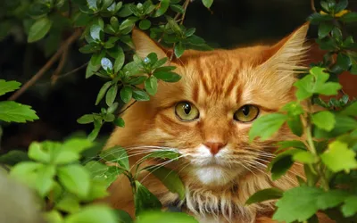 Толстый рыжий кот готовит суши» — создано в Шедевруме
