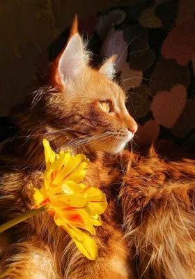 Картина Рыжий кот ᐉ Ткаченко Татьяна ᐉ онлайн-галерея Molbert.
