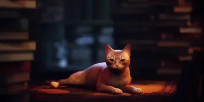 Кот/рыжий кот | Рыжий кот, Кот, Природа