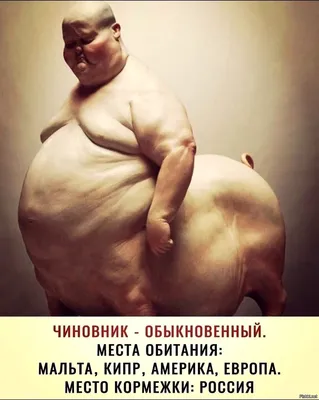 Прикольные картинки толстых людей и животных (84 фото)