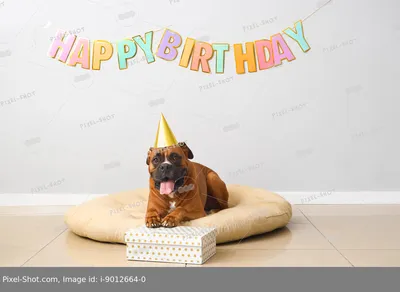 Собака-боксер в праздничной шляпе и надписью «С ДНЕМ РОЖДЕНИЯ» на светлой  стене :: Стоковая фотография :: Pixel-Shot Studio