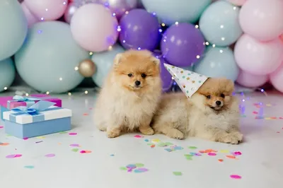 ✨Шпиц Лео✨ | С Днём Рождения!!!) Мой сладкий пупсик 💗🥰🎉 Вот тебе уже и  два года)) #шпиц #pets #рекомендации #деньрождения #happybirthday #собака |  Дзен