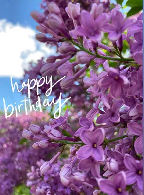 Открытка с днём рождения | Цветы, Сирень, Букеты фотографии