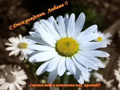 Любочка с днём рождения! #деньрожденияподруги #🌹🌹🌹 @lubov196610 | TikTok