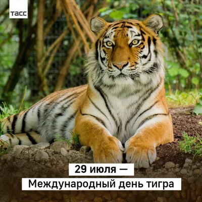 Игровая программа «День тигра» - Культурный мир Башкортостана