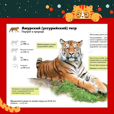 Минский зоопарк приглашает на Международный день тигра. Что в программе и  сколько стоит билет?