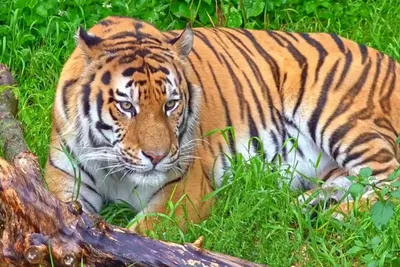 День тигра отметят в 22-й раз во Владивостоке | Пикабу