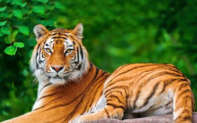 Сотрудники Московского зоопарка поздравили подопечных тигров с их днем -  KP.RU