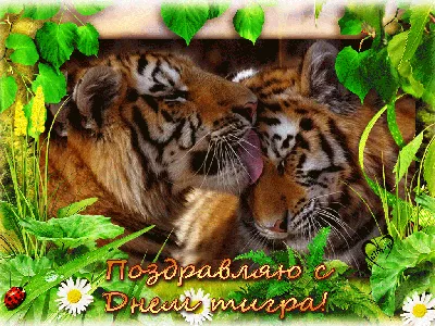 День Тигра во Владивостоке в Набережная Спортивной гавани