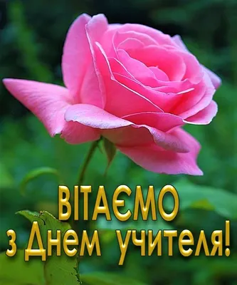 Букет цветов на день учителя купить в Москве по выгодной цене c бесплатной  доставкой ✿ Интернет-магазин Bella Roza