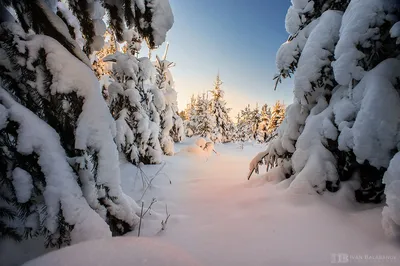 Морозным днем. :: Андрей Олонцев – Социальная сеть ФотоКто